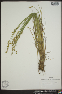 Carex festucacea image