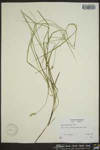 Carex festucacea image