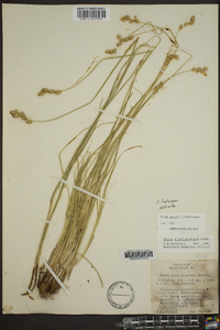 Carex festucacea image