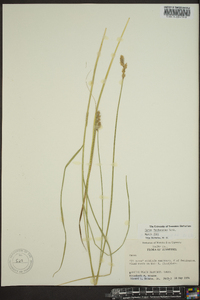 Carex festucacea image