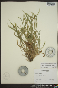 Carex flaccosperma image