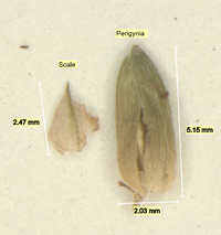 Carex flaccosperma image