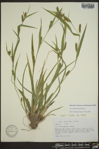 Carex flaccosperma image