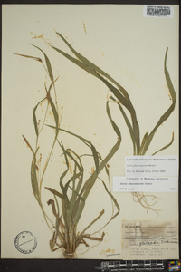 Carex flaccosperma image