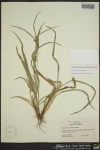 Carex flaccosperma image