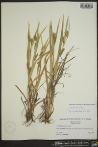 Carex flaccosperma image