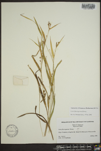 Carex flaccosperma image