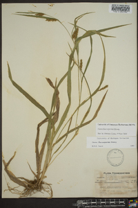 Carex flaccosperma image