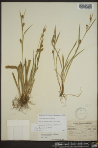 Carex flaccosperma image