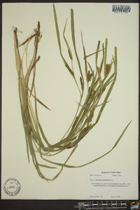 Carex flaccosperma image