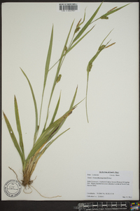 Carex flaccosperma image