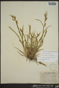 Carex flaccosperma image