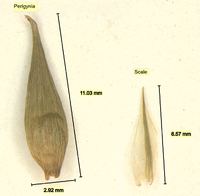 Carex folliculata image