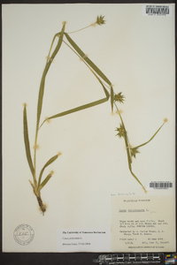 Carex folliculata image