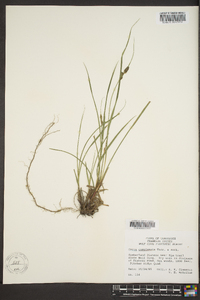 Carex complanata image