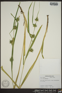 Carex folliculata image