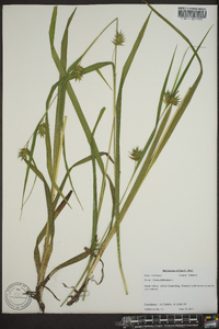 Carex folliculata image