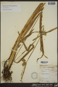 Carex folliculata image