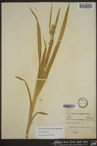 Carex folliculata image