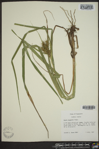 Carex gigantea image