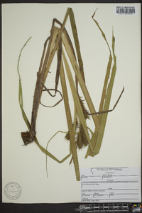 Carex gigantea image