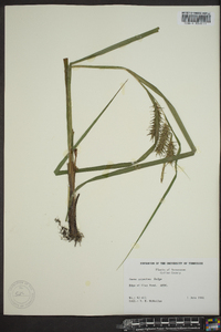 Carex gigantea image