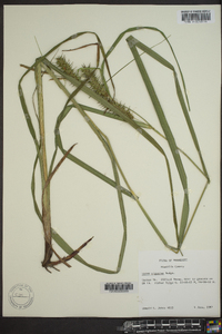 Carex gigantea image