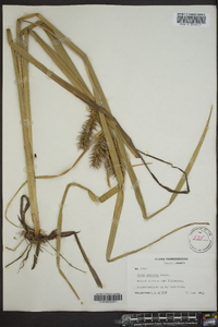 Carex gigantea image