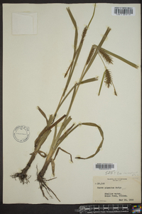 Carex gigantea image