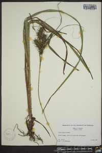 Carex gigantea image