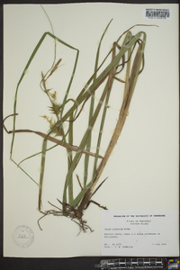 Carex gigantea image