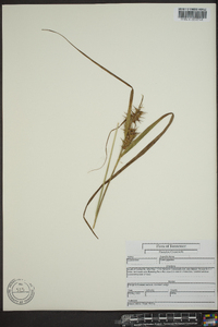 Carex gigantea image