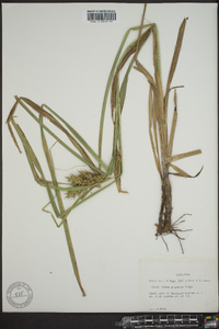 Carex gigantea image