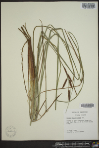 Carex glaucescens image