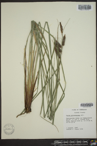 Carex glaucescens image