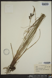 Carex glaucescens image