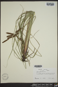 Carex glaucescens image