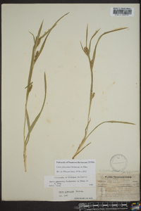 Carex glaucodea image