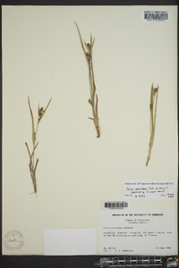 Carex glaucodea image