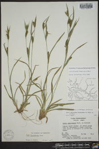 Carex glaucodea image