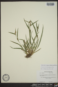 Carex glaucodea image