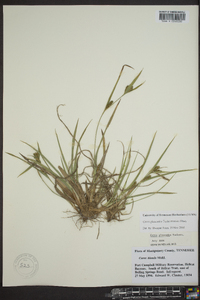 Carex glaucodea image