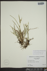 Carex glaucodea image