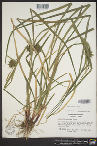 Carex grayi image