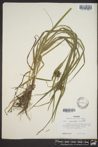 Carex grayi image