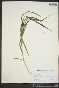 Carex grayi image