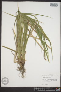 Carex grayi image