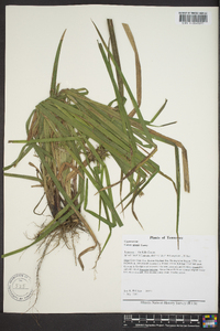 Carex grayi image