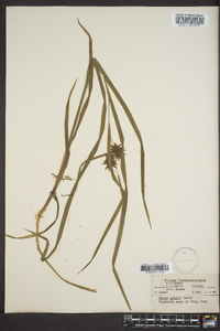 Carex grayi image