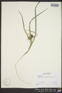 Carex grayi image